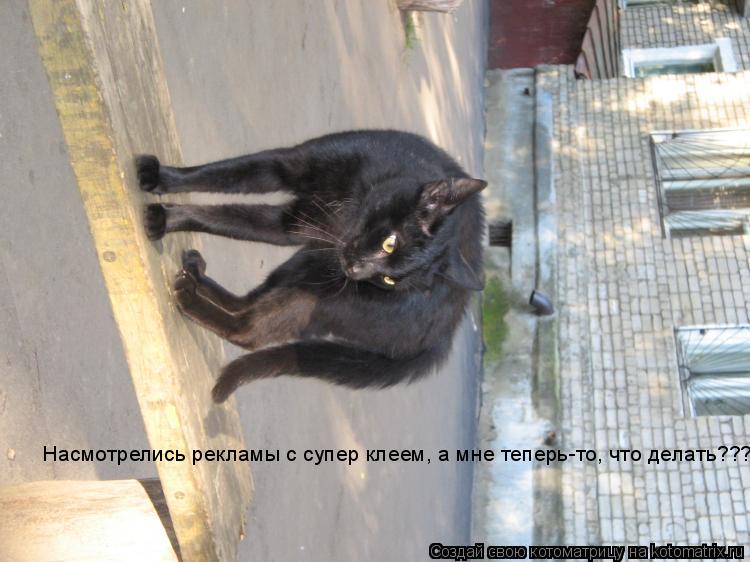 Котоматрица: Насмотрелись рекламы с супер клеем, а мне теперь-то, что делать???