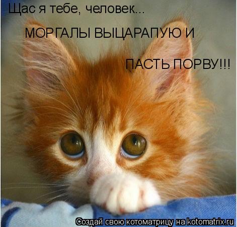 Котоматрица: ПАСТЬ ПОРВУ!!! Щас я тебе, человек... МОРГАЛЫ ВЫЦАРАПУЮ И