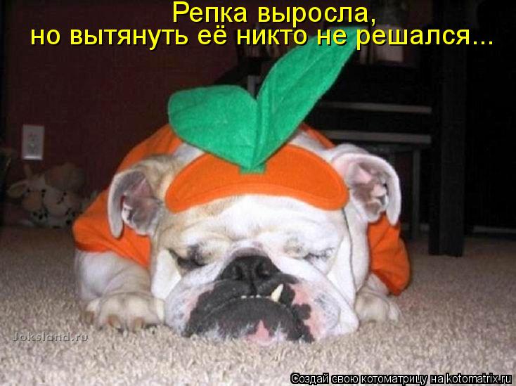 Репка выросла, но вытянуть её никто не решался...... Котоматрица: Репка выросла, но вытянуть её никто не решался...