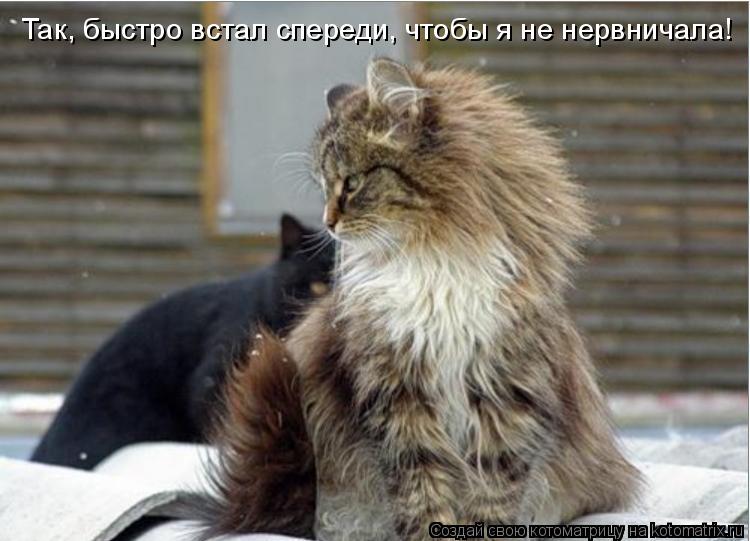 Котоматрица: Так, быстро встал спереди, чтобы я не нервничала!