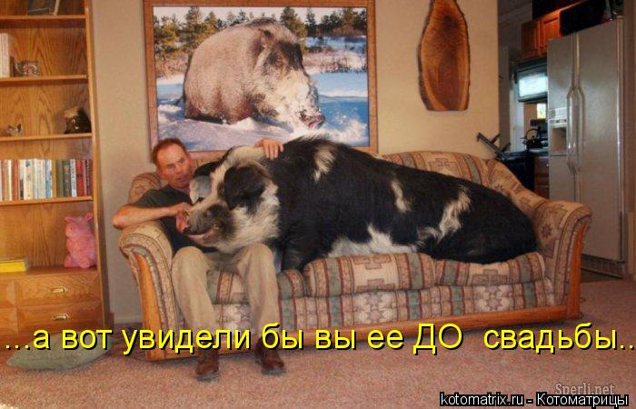 ...а вот увидели бы вы ее ДО свадьбы...... Котоматрица: ...а вот увидели бы вы ее ДО свадьбы...