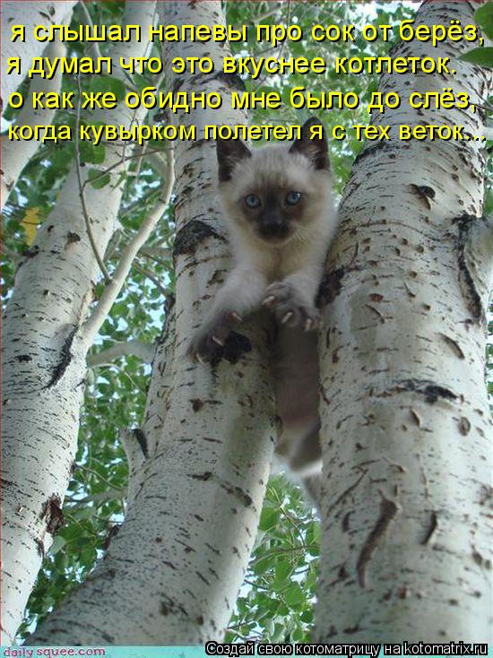 Котоматрица: я слышал напевы про сок от берёз, я думал что это вкуснее котлеток. о как же обидно мне было до слёз, когда кувырком полетел я с тех веток...