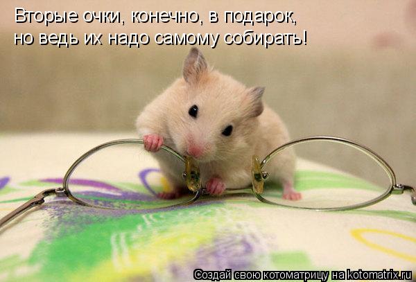 Котоматрица: Вторые очки, конечно, в подарок, но ведь их надо самому собирать!