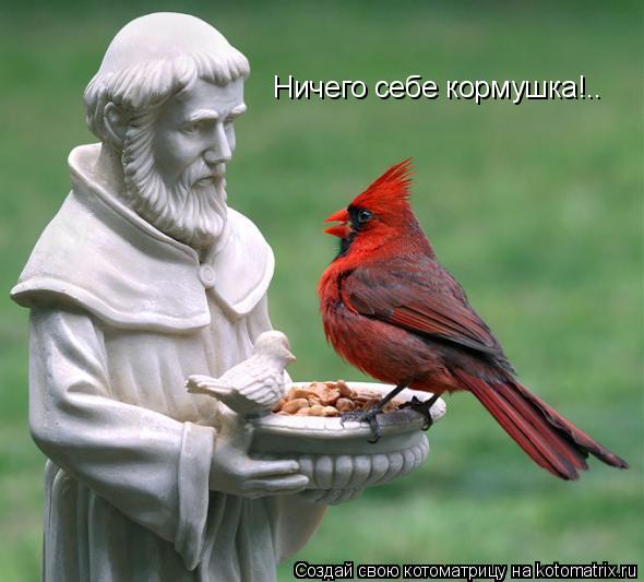 Котоматрица: Ничего себе кормушка!..