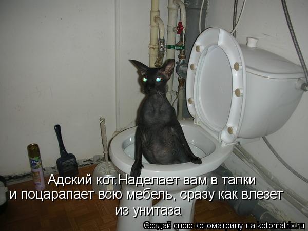 Адский кот.Наделает вам в тапки и поцарапает всю мебель, сразу как влезет из унитаза... Котоматрица: Адский кот.Наделает вам в тапки и поцарапает всю мебель, сразу как влезет из унитаза