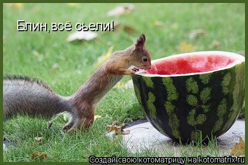 Котоматрица: Блин,всё сьели!