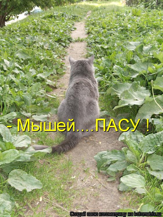 - Мышей....ПАСУ !... Котоматрица: - Мышей....ПАСУ !
