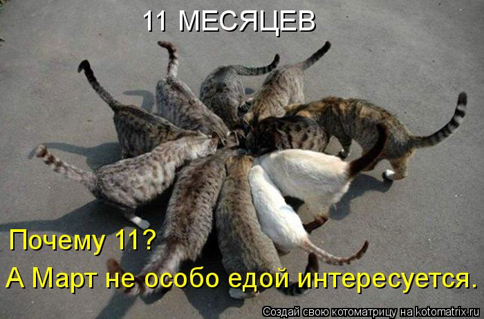 11 МЕСЯЦЕВ Почему 11? А Март не особо едой интересуется.... Котоматрица: 11 МЕСЯЦЕВ Почему 11? А Март не особо едой интересуется.