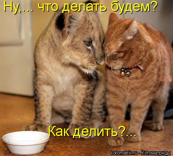Ну,... что делать будем? Как делить?...... Котоматрица: Ну,... что делать будем? Как делить?...