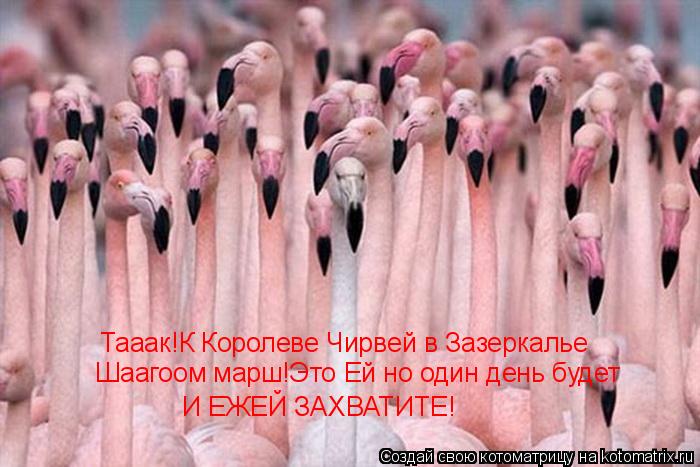 Котоматрица: Тааак!К Королеве Чирвей в Зазеркалье Шаагоом марш!Это Ей но один день будет И ЕЖЕЙ ЗАХВАТИТЕ!