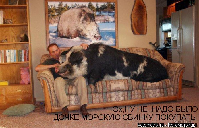 Котоматрица: -Эх,НУ НЕ  НАДО БЫЛО  ДОЧКЕ МОРСКУЮ СВИНКУ ПОКУПАТЬ
