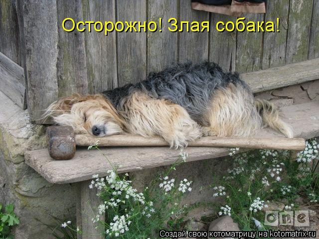 Котоматрица: Осторожно! Злая собака!