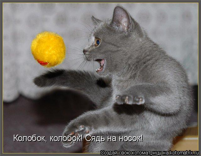 Котоматрица: Колобок, колобок! Сядь на носок!