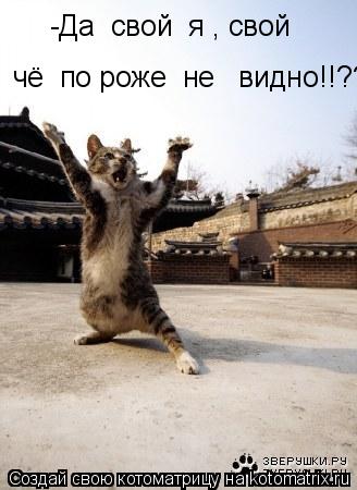 Котоматрица: -Да  свой  я , свой чё  по роже  не   видно!!??