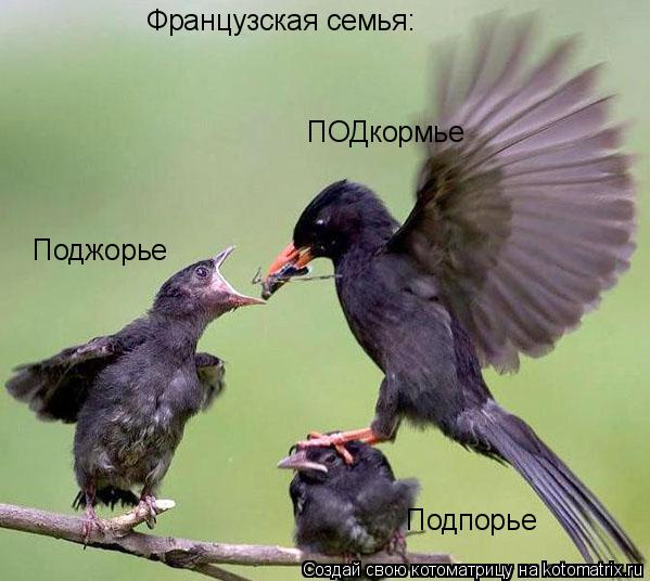 Котоматрица: ПОДкормье Поджорье Подпорье Французская семья: