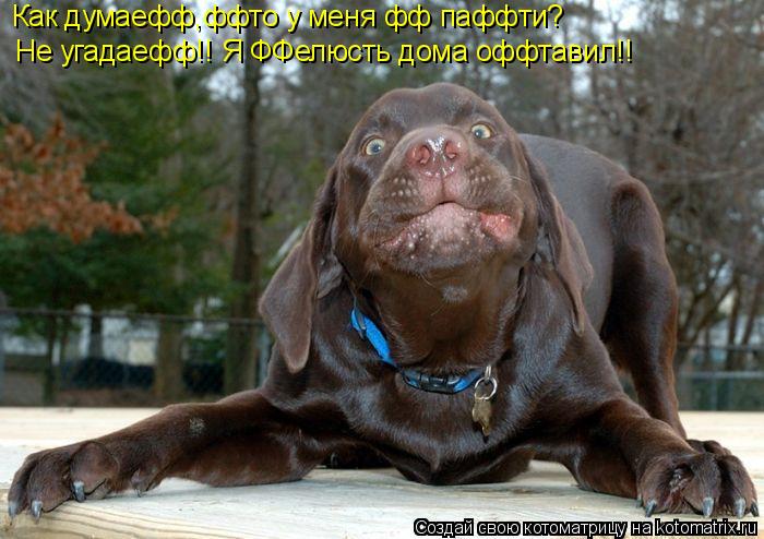 Как думаефф,ффто у меня фф паффти? Не угадаефф!! Я ФФелюсть дома оффтавил!!... Котоматрица: Как думаефф,ффто у меня фф паффти? Не угадаефф!! Я ФФелюсть дома оффтавил!!