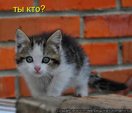 Котоматрица: ты кто?