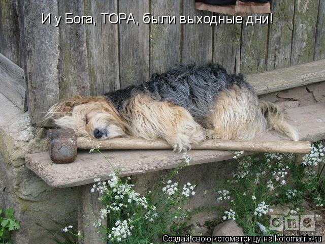 И у Бога, ТОРА, были выходные дни!... Котоматрица: И у Бога, ТОРА, были выходные дни!