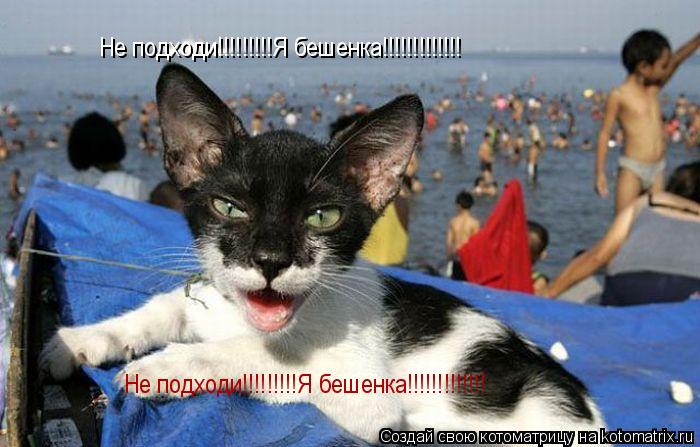 Не подходи!!!!!!!!!Я бешенка!!!!!!!!!!!!! Не подходи!!!!!!!!!Я бешенка!!!!!!!!!!!!!... Котоматрица: Не подходи!!!!!!!!!Я бешенка!!!!!!!!!!!!! Не подходи!!!!!!!!!Я бешенка!!!!!!!!!!!!!