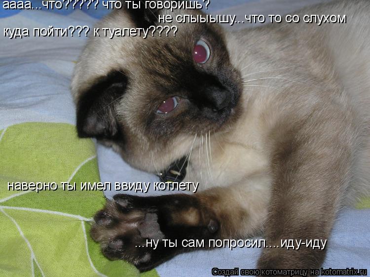 Котоматрица: аааа...что????? что ты говоришь? не слыыышу...что то со слухом  наверно ты имел ввиду котлету куда пойти??? к туалету???? ...ну ты сам попросил....иду