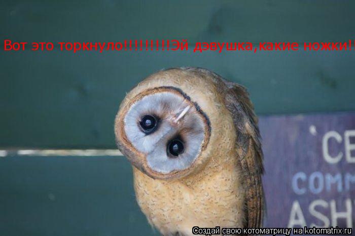 Вот это торкнуло!!!!!!!!!Эй дэвушка,какие ножки!!!!!!!!!!!... Котоматрица: Вот это торкнуло!!!!!!!!!Эй дэвушка,какие ножки!!!!!!!!!!!