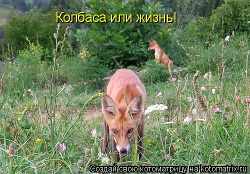 Котоматрица: Колбаса или жизнь!