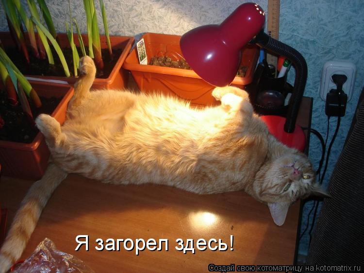 Я загорел здесь!... Котоматрица: Я загорел здесь!