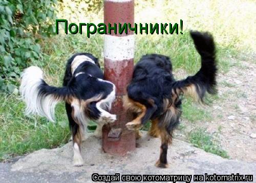 Пограничники!... Котоматрица: Пограничники!