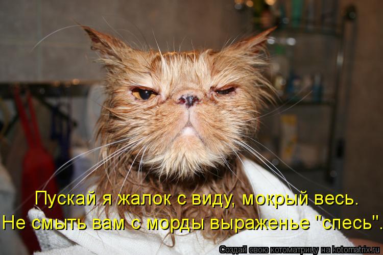 Котоматрица: Не смыть вам с морды выраженье "спесь". Пускай я жалок с виду, мокрый весь.