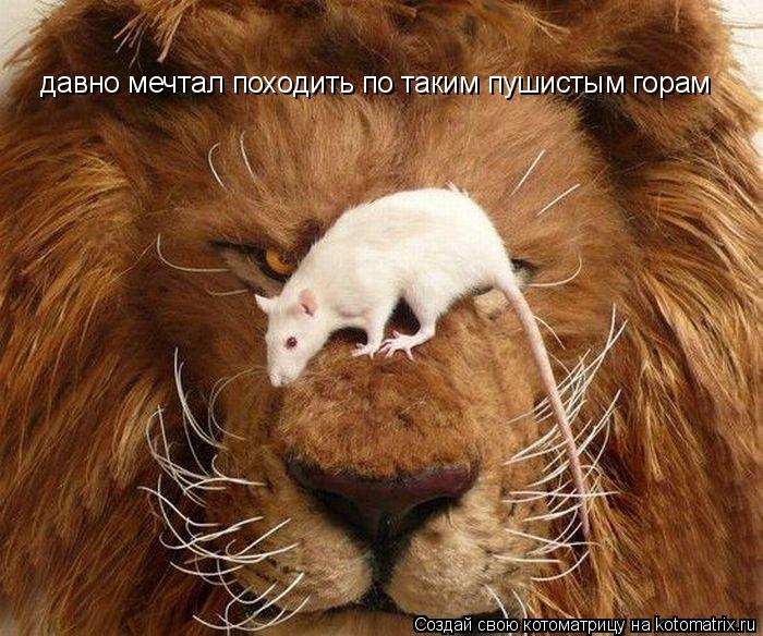 давно мечтал походить по таким пушистым горам... Котоматрица: давно мечтал походить по таким пушистым горам