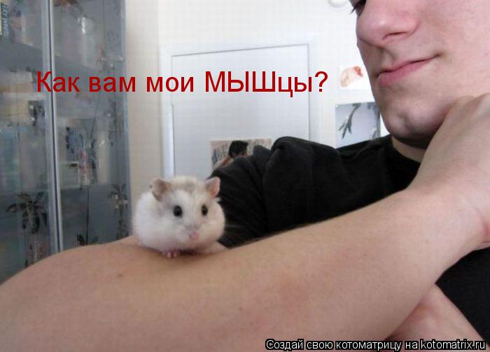 Как вам мои МЫШцы?... Котоматрица: Как вам мои МЫШцы?