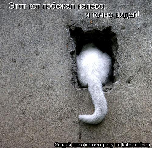 Котоматрица: Этот кот побежал налево, я точно видел!