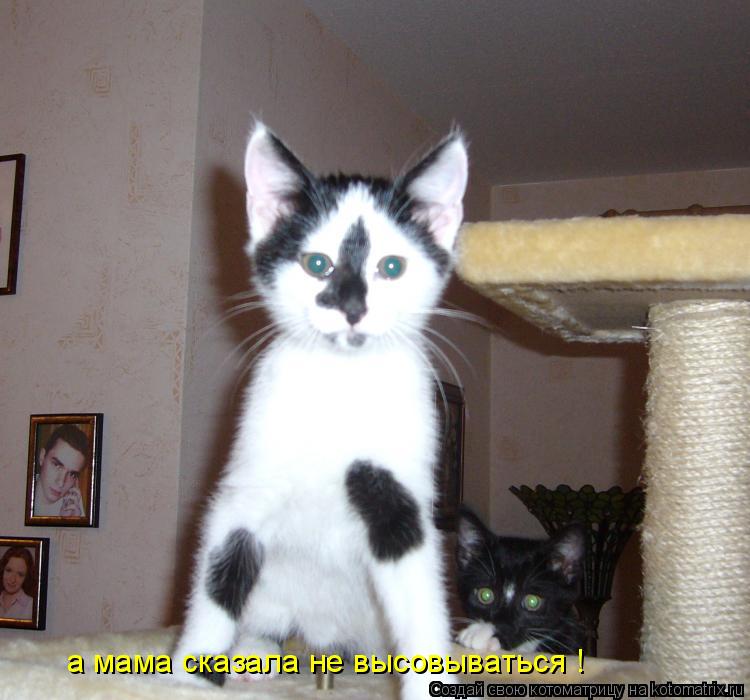 Котоматрица: а мама сказала не высовываться !