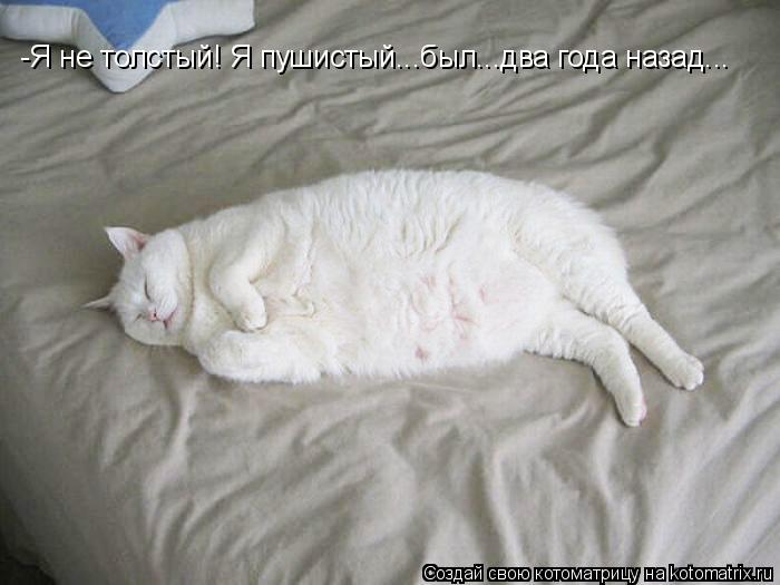 -Я не толстый! Я пушистый...был...два года назад...... Котоматрица: -Я не толстый! Я пушистый...был...два года назад...