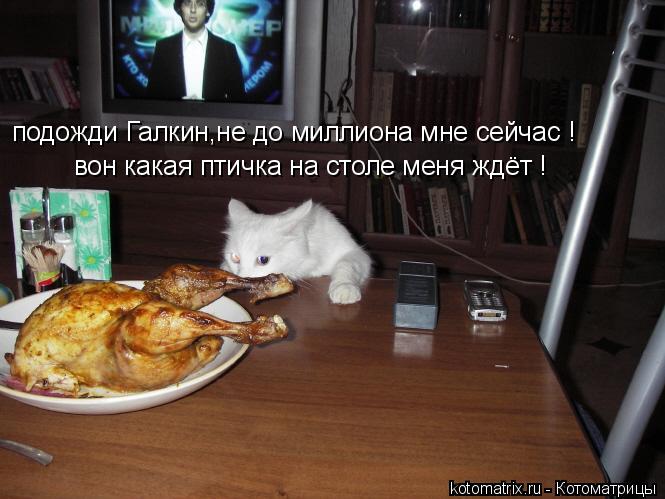 Котоматрица: подожди Галкин,не до миллиона мне сейчас ! вон какая птичка на столе меня ждёт !