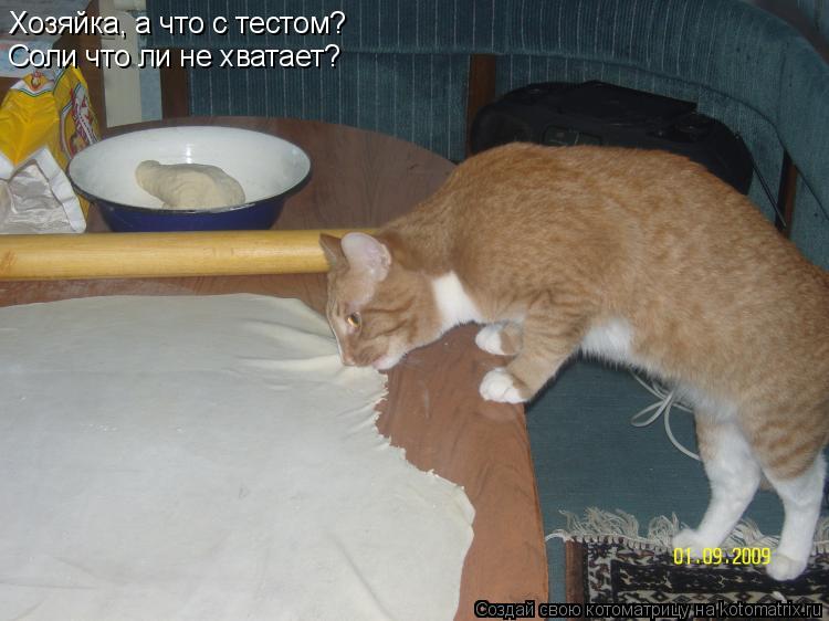 Котоматрица: Хозяйка, а что с тестом?  Соли что ли не хватает?