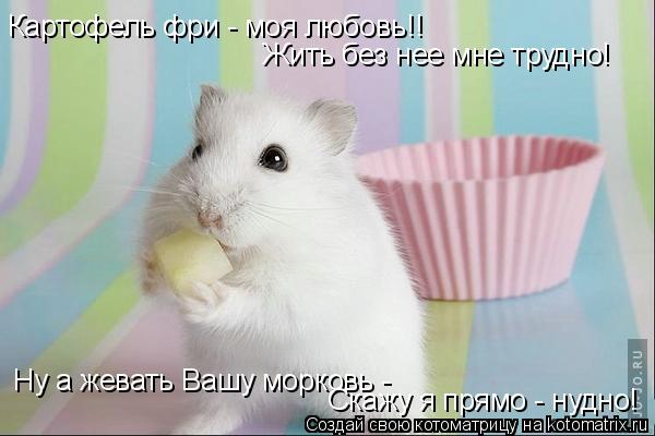 Котоматрица: Картофель фри - моя любовь!! Жить без нее мне трудно! Ну а жевать Вашу морковь -  Скажу я прямо - нудно!