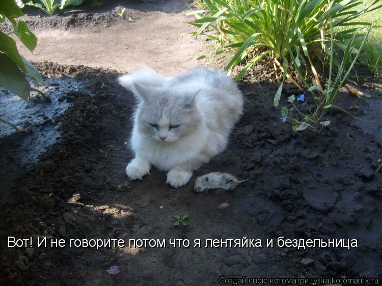 Вот! И не говорите потом что я лентяйка и бездельница... Котоматрица: Вот! И не говорите потом что я лентяйка и бездельница