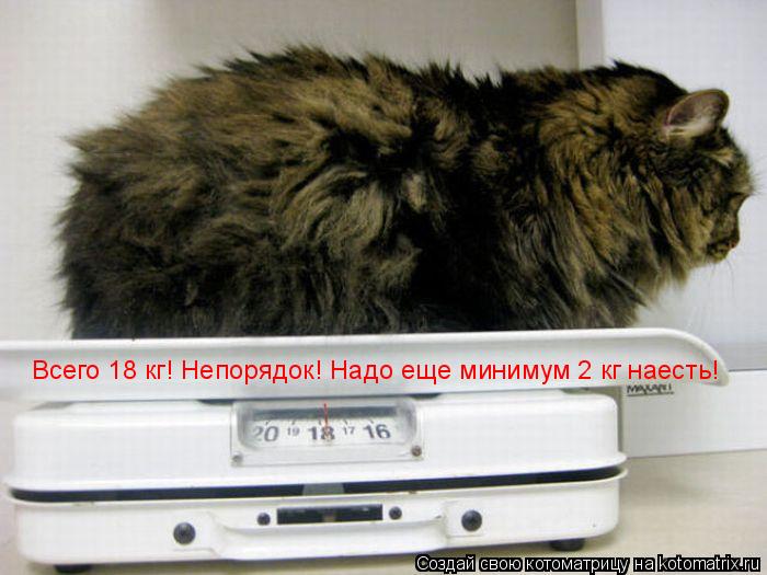 Котоматрица: Всего 18 кг! Непорядок! Надо еще минимум 2 кг наесть!