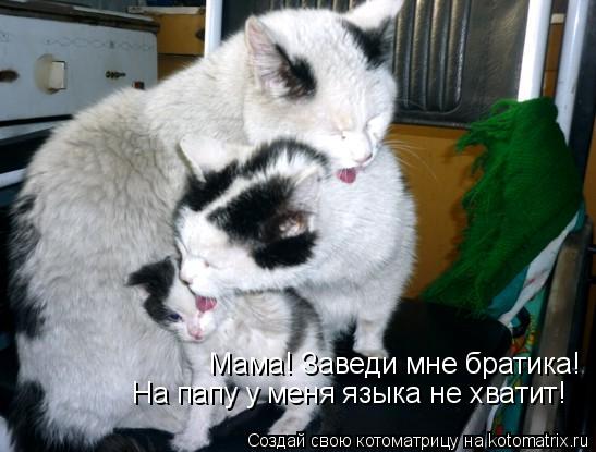 Котоматрица: Мама! Заведи мне братика! На папу у меня языка не хватит!
