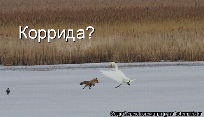Котоматрица: Коррида?