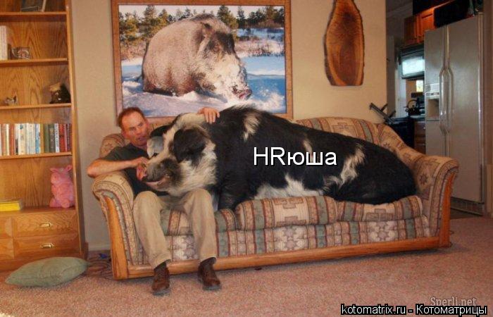 HRюша... Котоматрица: HRюша