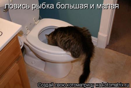 Котоматрица: ловись рыбка большая и малая