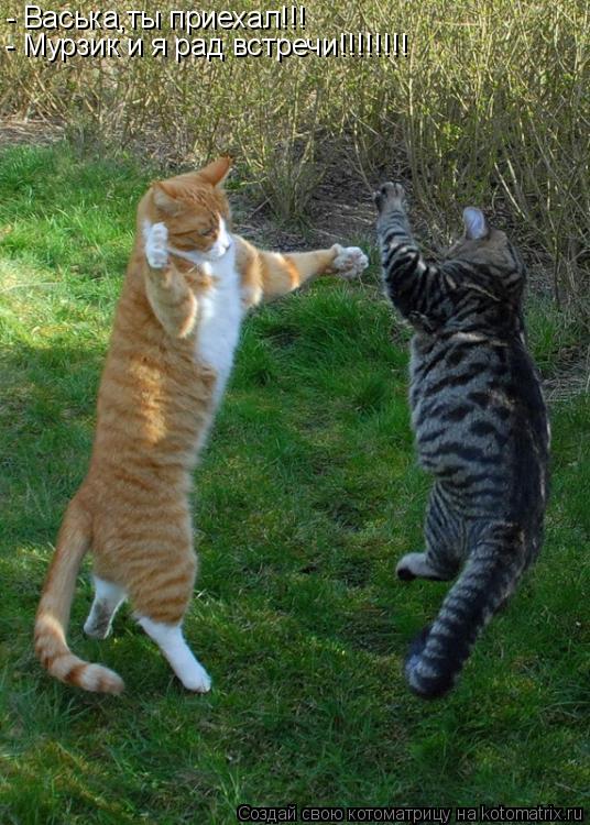 - Васька,ты приехал!!! - Мурзик и я рад встречи!!!!!!!!... Котоматрица: - Васька,ты приехал!!! - Мурзик и я рад встречи!!!!!!!!