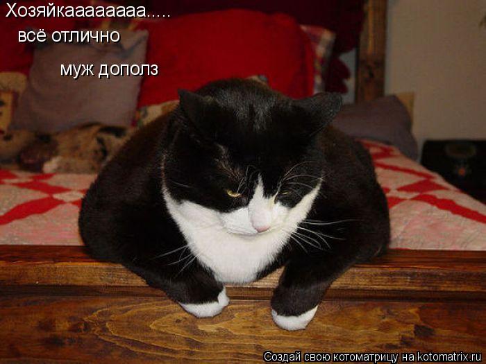 Хозяйкаааааааа..... всё отлично муж дополз... Котоматрица: Хозяйкаааааааа..... всё отлично муж дополз
