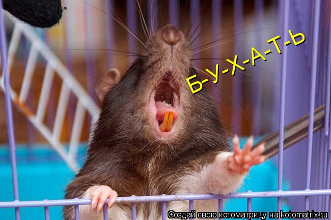 Котоматрица: Б-У-Х-А-Т-Ь