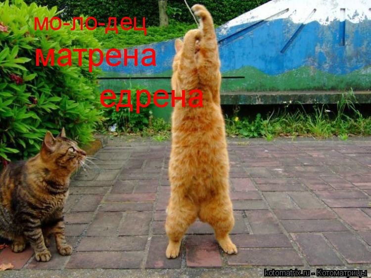 мо-ло-дец матрена едрена... Котоматрица: мо-ло-дец матрена едрена