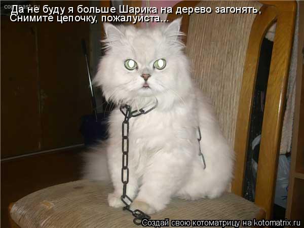 Котоматрица: Да не буду я больше Шарика на дерево загонять, Снимите цепочку, пожалуйста...