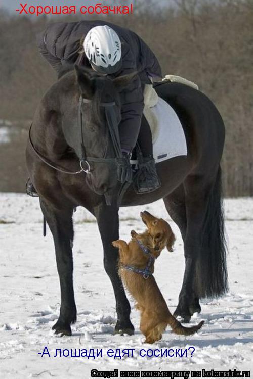 Котоматрица: -Хорошая собачка! -А лошади едят сосиски?