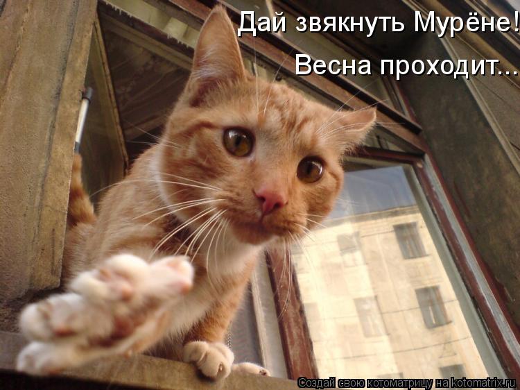 Дай звякнуть Мурёне! Весна проходит...... Котоматрица: Дай звякнуть Мурёне! Весна проходит...